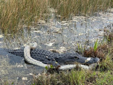 Alligator chows down on python in wild video captured by Florida cyclist